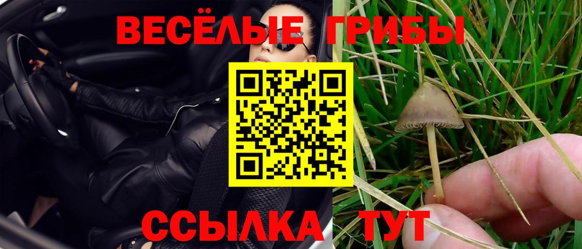 Псилоцибиновые грибы Cubensis Темрюк